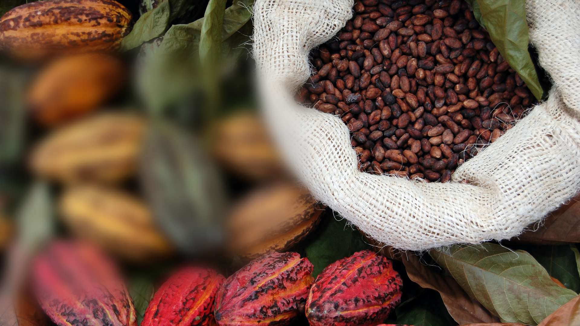 Cocoa Growing, Processing And Exportation From Solomon Islands