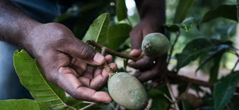 Ngali Nut Farming in the Solomon Islands