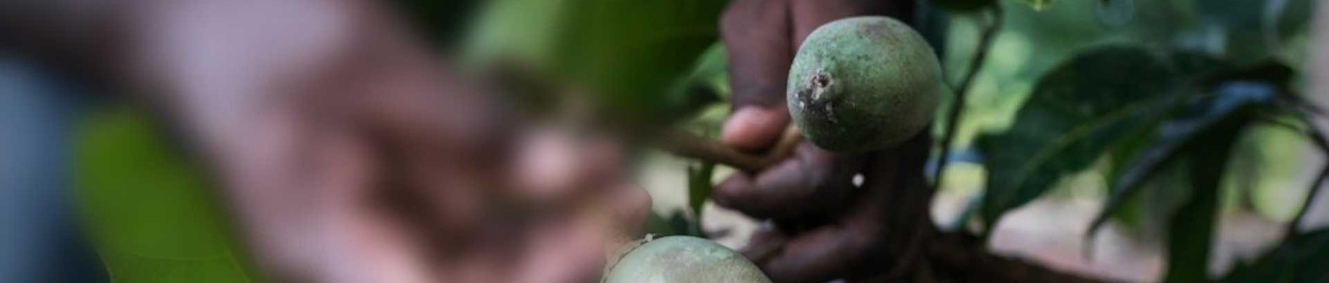 Ngali Nut Farming in the Solomon Islands